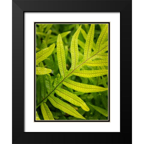 Fern Examination II Black Modern Wood Framed Art Print with Double Matting by Head, Danny