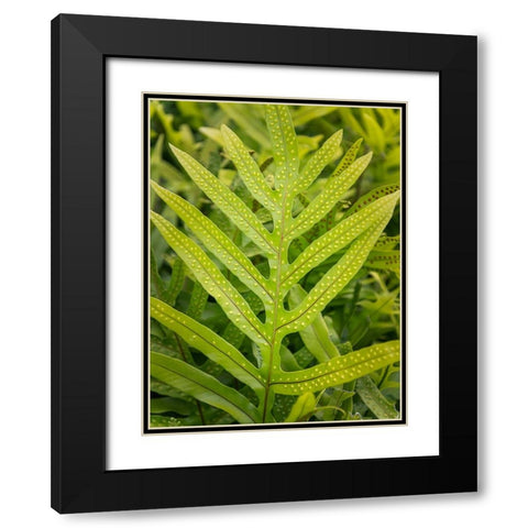 Fern Examination III Black Modern Wood Framed Art Print with Double Matting by Head, Danny