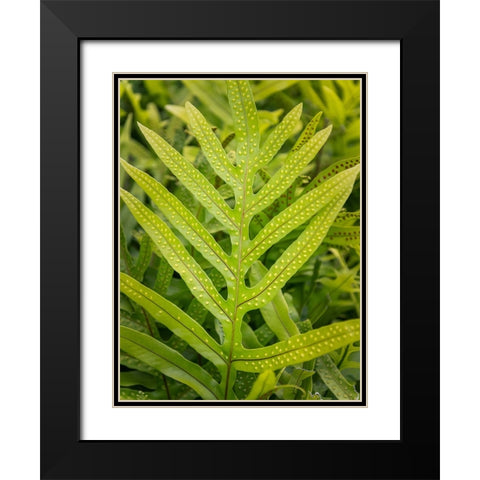 Fern Examination III Black Modern Wood Framed Art Print with Double Matting by Head, Danny