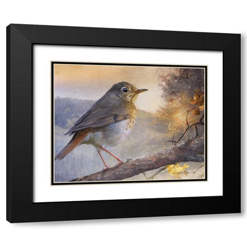 Hermit Thrush Hillside Drive Black Modern Wood Framed Art Print with Double Matting by Vest, Chris
