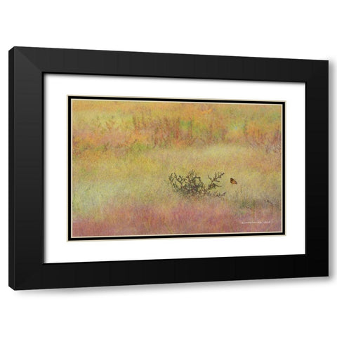 Koshia in Muhly Grass Black Modern Wood Framed Art Print with Double Matting by Vest, Chris