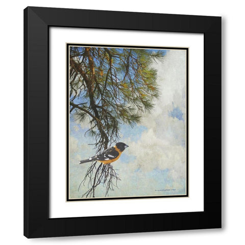 Ponderosa Black-Headed Grosbeak Black Modern Wood Framed Art Print with Double Matting by Vest, Chris