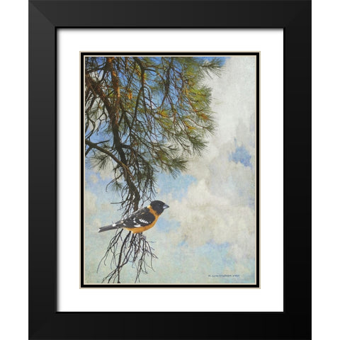 Ponderosa Black-Headed Grosbeak Black Modern Wood Framed Art Print with Double Matting by Vest, Chris