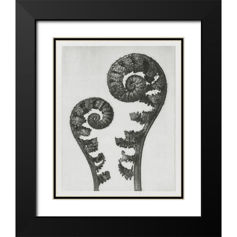 Blossfeldt Fern I Black Modern Wood Framed Art Print with Double Matting by Blossfeldt, Karl