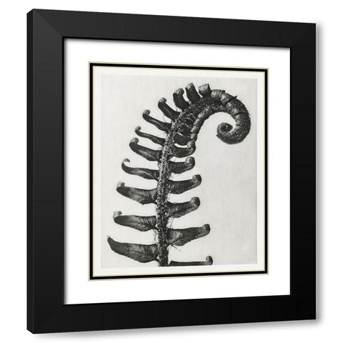 Blossfeldt Fern II Black Modern Wood Framed Art Print with Double Matting by Blossfeldt, Karl