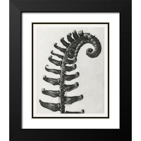 Blossfeldt Fern II Black Modern Wood Framed Art Print with Double Matting by Blossfeldt, Karl
