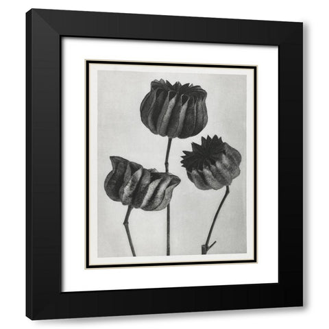 Blossfeldt Trio II Black Modern Wood Framed Art Print with Double Matting by Blossfeldt, Karl