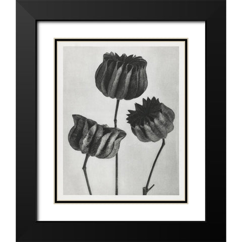 Blossfeldt Trio II Black Modern Wood Framed Art Print with Double Matting by Blossfeldt, Karl
