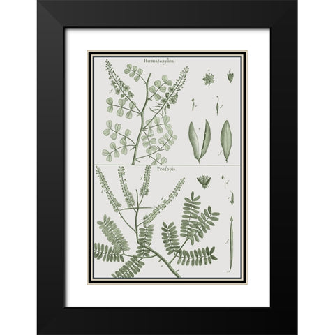 Antique Ferns Revival II Black Modern Wood Framed Art Print with Double Matting by Dedirot