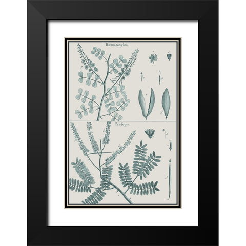 Antique Ferns Revival IV Black Modern Wood Framed Art Print with Double Matting by Dedirot
