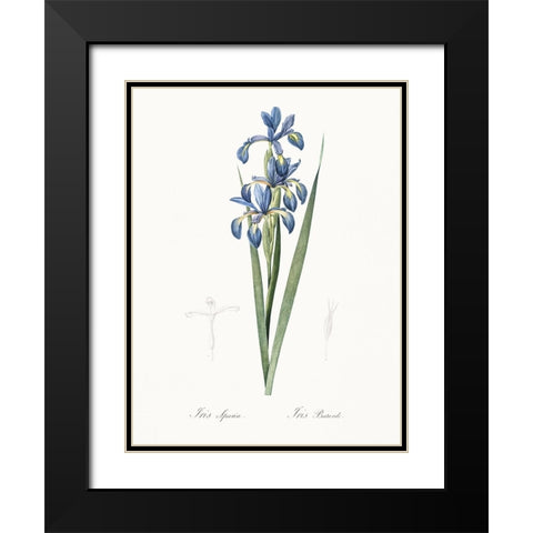 Delicate Iris I Black Modern Wood Framed Art Print with Double Matting by Redoute, Pierre