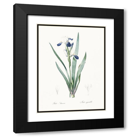 Delicate Iris II Black Modern Wood Framed Art Print with Double Matting by Redoute, Pierre