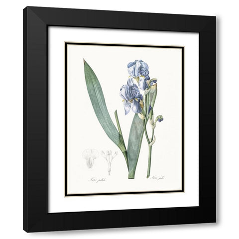 Delicate Iris III Black Modern Wood Framed Art Print with Double Matting by Redoute, Pierre