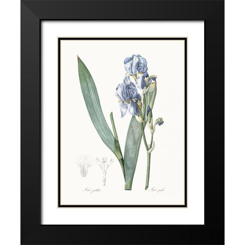 Delicate Iris III Black Modern Wood Framed Art Print with Double Matting by Redoute, Pierre