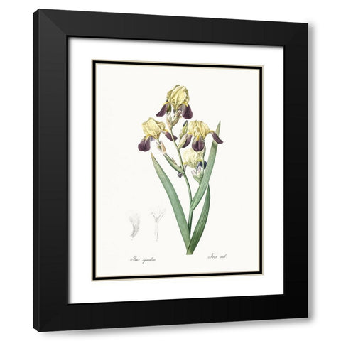 Delicate Iris IV Black Modern Wood Framed Art Print with Double Matting by Redoute, Pierre