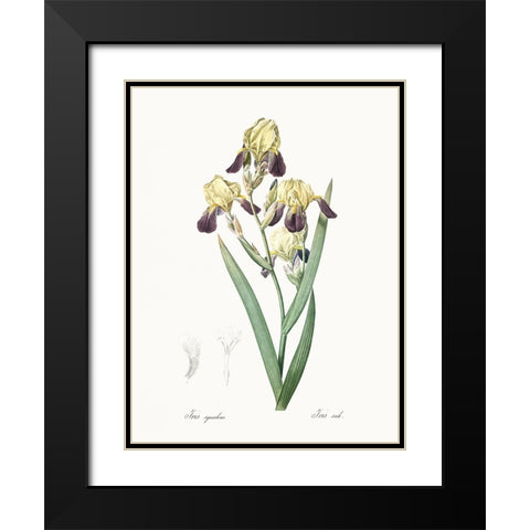 Delicate Iris IV Black Modern Wood Framed Art Print with Double Matting by Redoute, Pierre