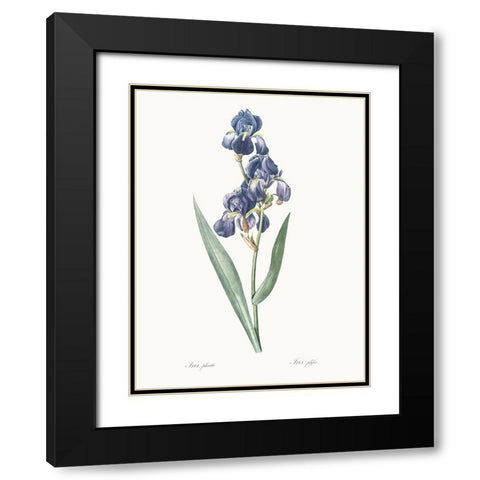 Delicate Iris V Black Modern Wood Framed Art Print with Double Matting by Redoute, Pierre
