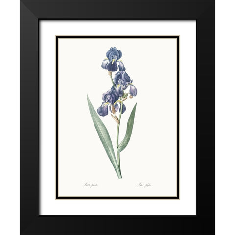 Delicate Iris V Black Modern Wood Framed Art Print with Double Matting by Redoute, Pierre