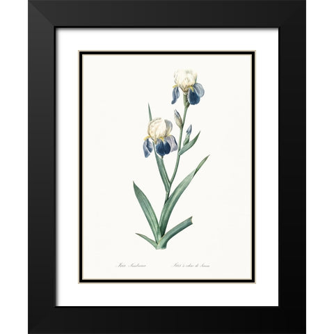 Delicate Iris VI Black Modern Wood Framed Art Print with Double Matting by Redoute, Pierre