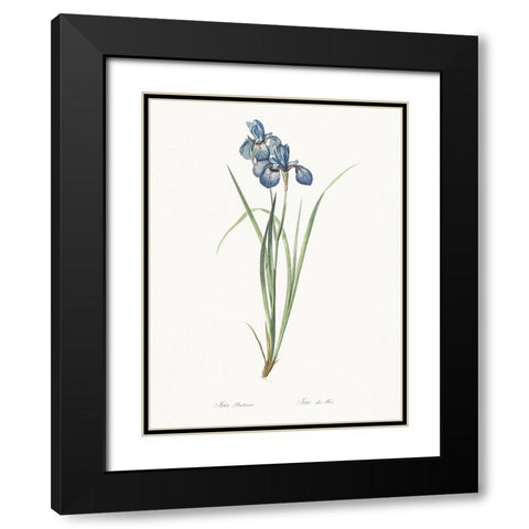 Delicate Iris VII Black Modern Wood Framed Art Print with Double Matting by Redoute, Pierre