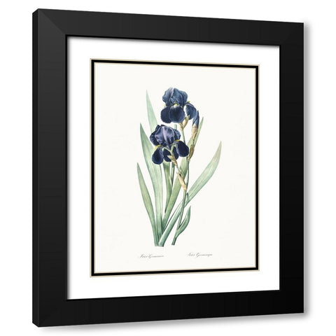 Delicate Iris VIII Black Modern Wood Framed Art Print with Double Matting by Redoute, Pierre