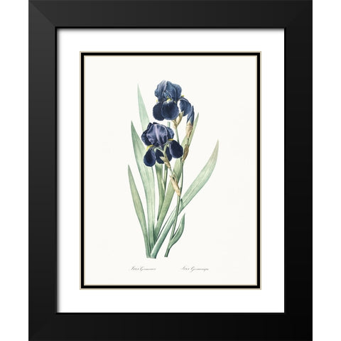 Delicate Iris VIII Black Modern Wood Framed Art Print with Double Matting by Redoute, Pierre