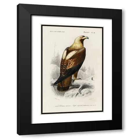 dOrbigny Raptor I Black Modern Wood Framed Art Print with Double Matting by DOrbigny, M. Charles