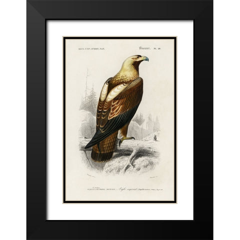 dOrbigny Raptor I Black Modern Wood Framed Art Print with Double Matting by DOrbigny, M. Charles