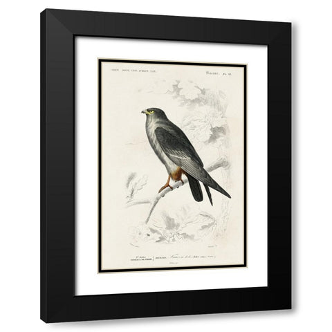 dOrbigny Raptor II Black Modern Wood Framed Art Print with Double Matting by DOrbigny, M. Charles