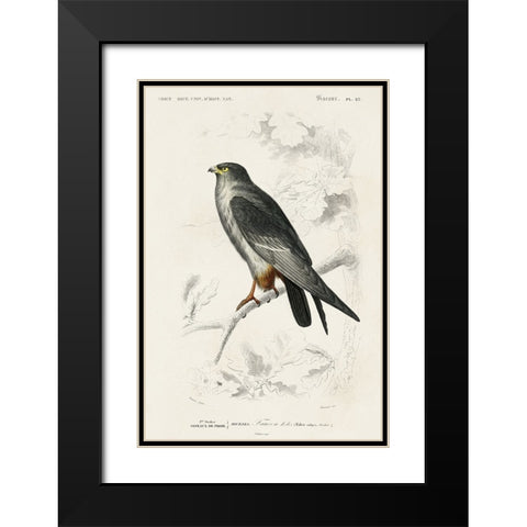 dOrbigny Raptor II Black Modern Wood Framed Art Print with Double Matting by DOrbigny, M. Charles