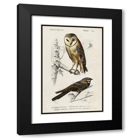 dOrbigny Raptor III Black Modern Wood Framed Art Print with Double Matting by DOrbigny, M. Charles