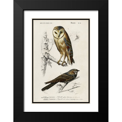 dOrbigny Raptor III Black Modern Wood Framed Art Print with Double Matting by DOrbigny, M. Charles