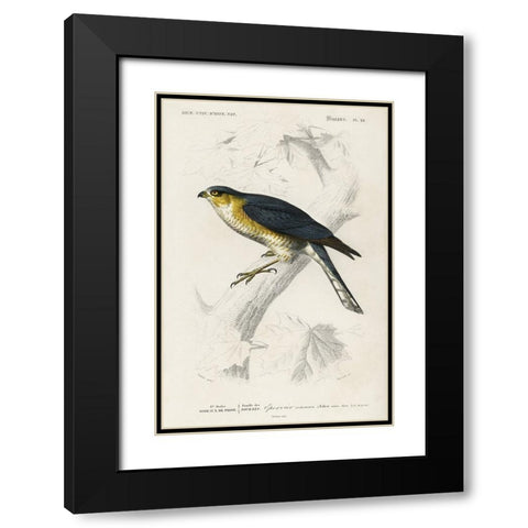 dOrbigny Raptor IV Black Modern Wood Framed Art Print with Double Matting by DOrbigny, M. Charles