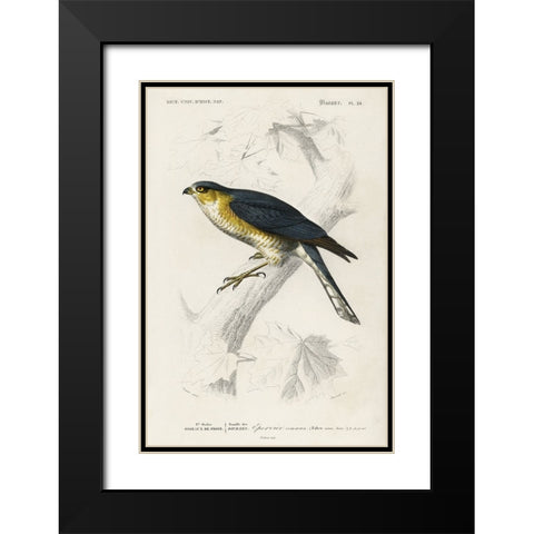 dOrbigny Raptor IV Black Modern Wood Framed Art Print with Double Matting by DOrbigny, M. Charles