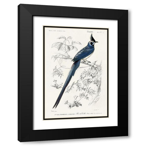 dOrbigny Exotic Bird IV Black Modern Wood Framed Art Print with Double Matting by Redoute, Pierre