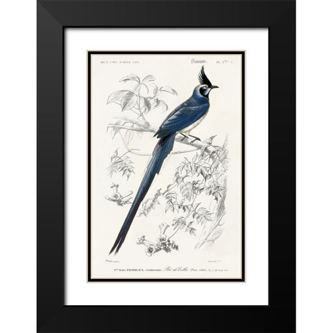 dOrbigny Exotic Bird IV Black Modern Wood Framed Art Print with Double Matting by Redoute, Pierre