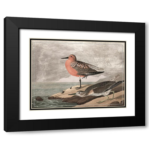 Gilded Sandpipers I Black Modern Wood Framed Art Print with Double Matting by Audubon, John James