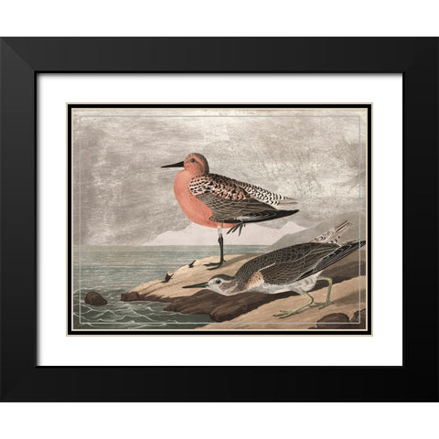 Gilded Sandpipers I Black Modern Wood Framed Art Print with Double Matting by Audubon, John James