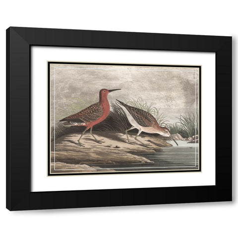 Gilded Sandpipers II Black Modern Wood Framed Art Print with Double Matting by Audubon, John James