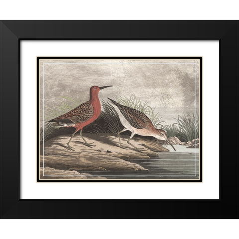 Gilded Sandpipers II Black Modern Wood Framed Art Print with Double Matting by Audubon, John James