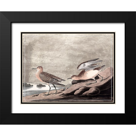 Gilded Sandpipers IV Black Modern Wood Framed Art Print with Double Matting by Audubon, John James
