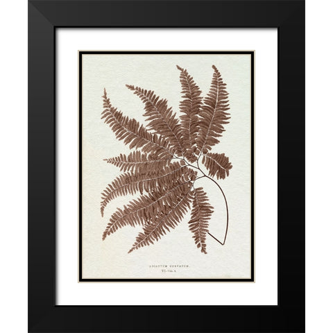 Lowe Sepia Fern II Black Modern Wood Framed Art Print with Double Matting by Lowe, E.J.