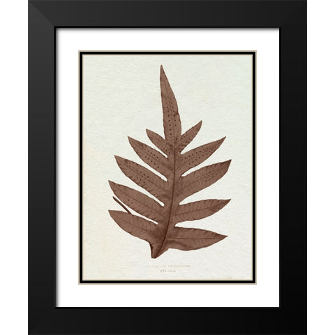 Lowe Sepia Fern IV Black Modern Wood Framed Art Print with Double Matting by Lowe, E.J.