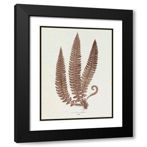 Lowe Sepia Fern V Black Modern Wood Framed Art Print with Double Matting by Lowe, E.J.