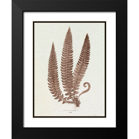 Lowe Sepia Fern V Black Modern Wood Framed Art Print with Double Matting by Lowe, E.J.