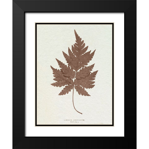Lowe Sepia Fern VII Black Modern Wood Framed Art Print with Double Matting by Lowe, E.J.