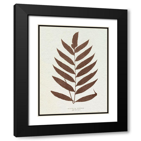 Lowe Sepia Fern VIII Black Modern Wood Framed Art Print with Double Matting by Lowe, E.J.