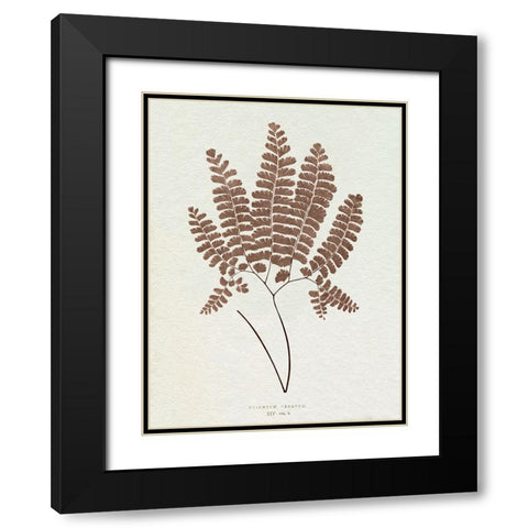 Lowe Sepia Fern IX Black Modern Wood Framed Art Print with Double Matting by Lowe, E.J.