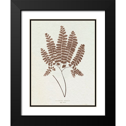Lowe Sepia Fern IX Black Modern Wood Framed Art Print with Double Matting by Lowe, E.J.