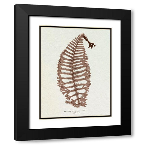 Lowe Sepia Fern X Black Modern Wood Framed Art Print with Double Matting by Lowe, E.J.